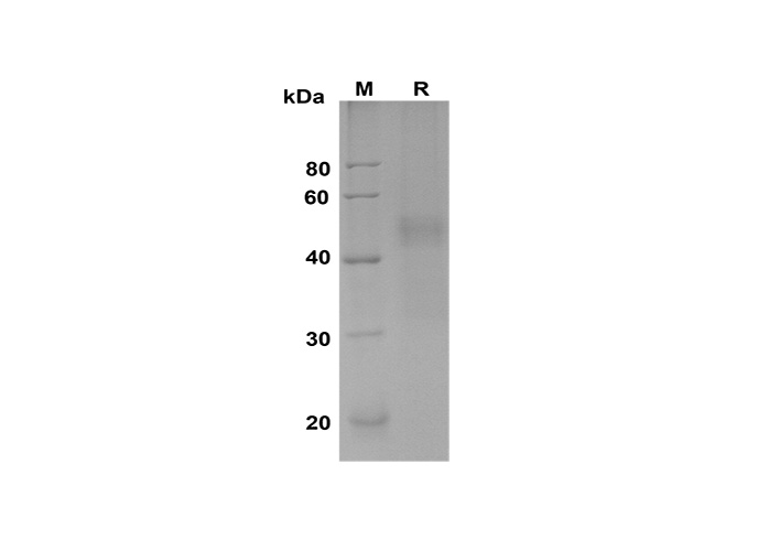 Валидация Elabscience PDMH100351(962)