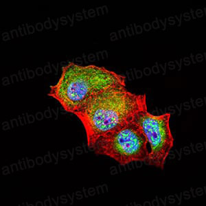 Валидация IF - AntibodySystem RHJ94702