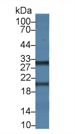 14480
