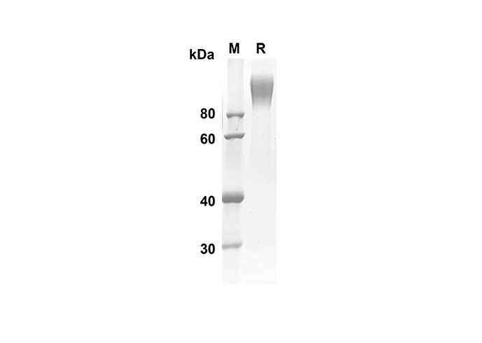 Валидация Elabscience PDMH100245(868)