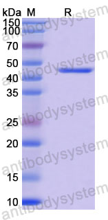 Валидация SDS-PAGE - AntibodySystem RVV13403