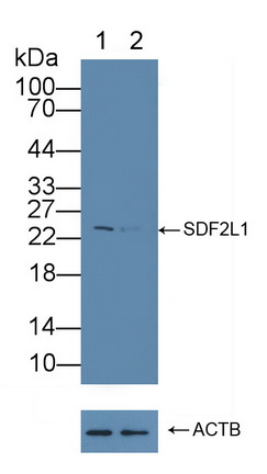 12268