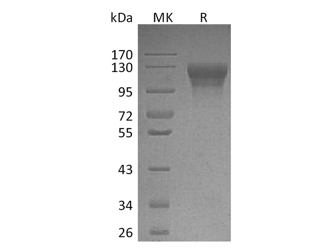 Валидация Elabscience PKSH033606(3896)