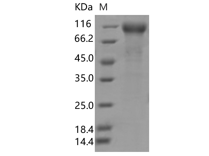 Валидация Elabscience PKSV030400(6136)