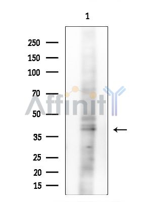 Валидация Affinity DF4341 - 15782
