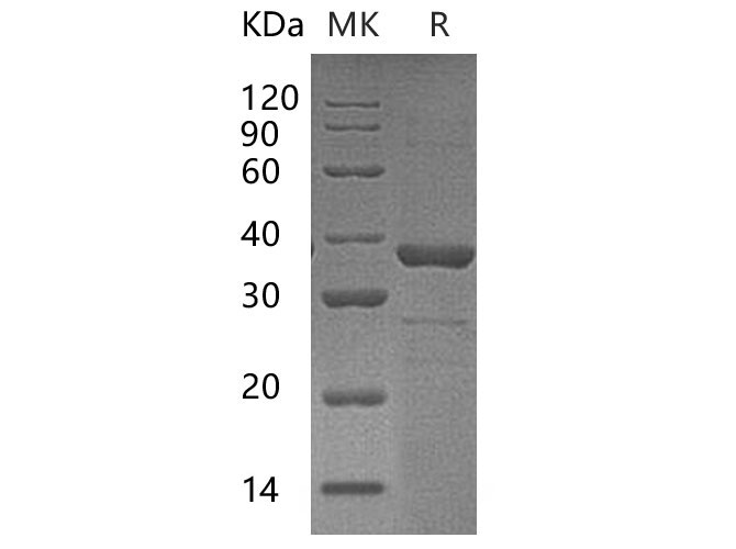 Валидация Elabscience PKSH033243(3584)