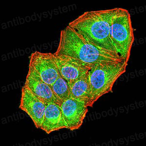Валидация IF - AntibodySystem RHE31201