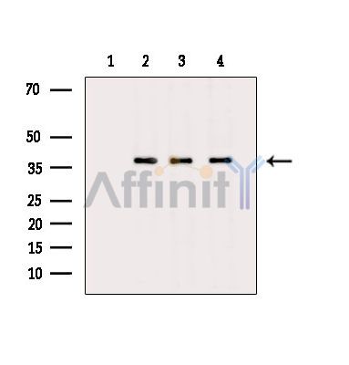 Валидация Affinity DF16071 - 12628