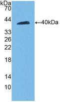 52729