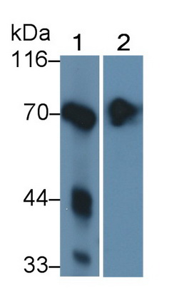 22044
