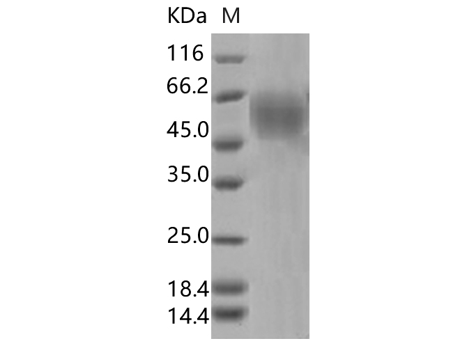 Валидация Elabscience PKSV030362(6100)