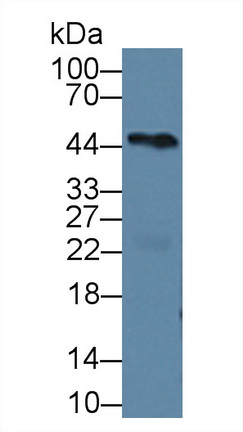 10257