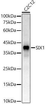 Валидация Elabscience E-AB-90314