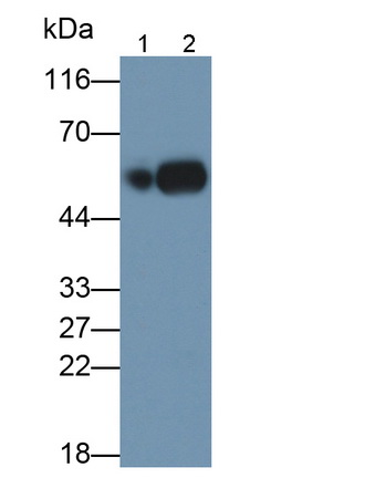 27563