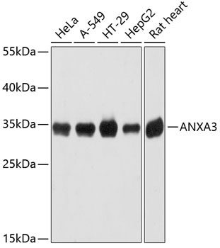 Валидация Elabscience E-AB-63695