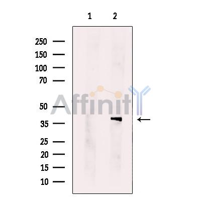 Валидация Affinity DF12313 - 6698
