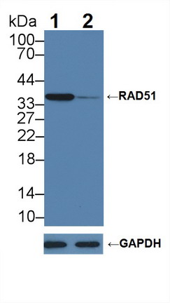 12277