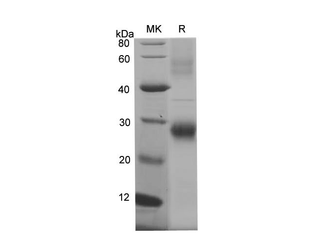 Валидация Elabscience PDEM100237(571)