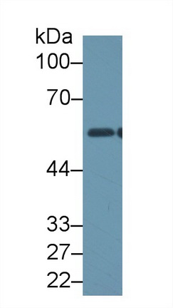 14655