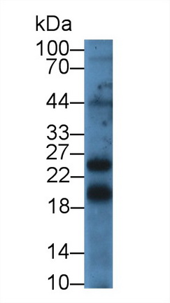 12892
