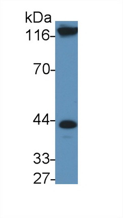 48892