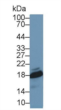 9650
