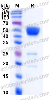EHF03501, SDS-PAGE