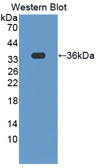 41712