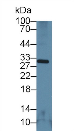 14067