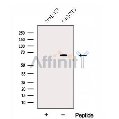 Валидация Affinity DF12997 - 7779