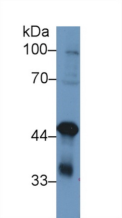 13257