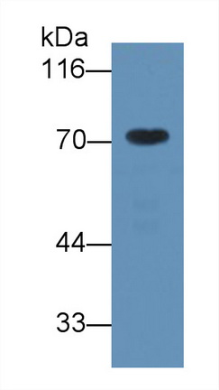 1707