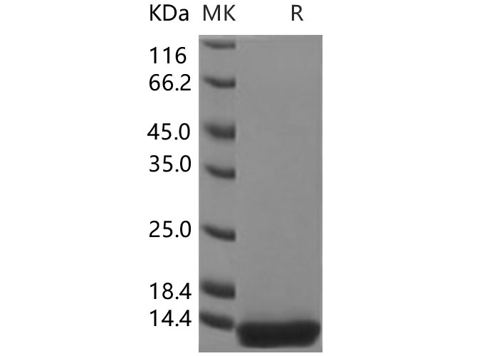 Валидация Elabscience PKSH031359(2084)