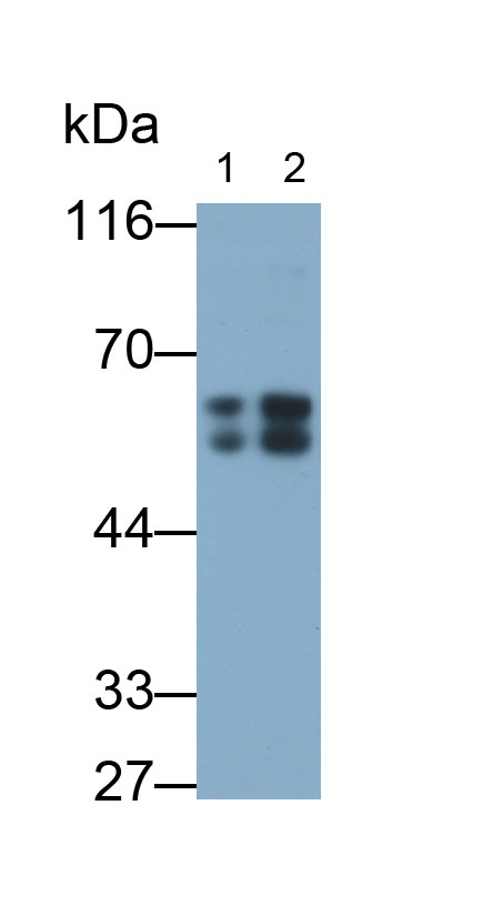 41495