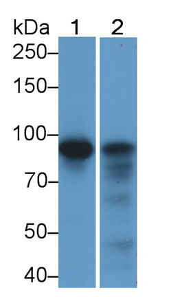 15134