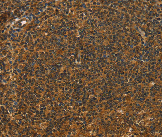 Валидация Elabscience E-AB-11610