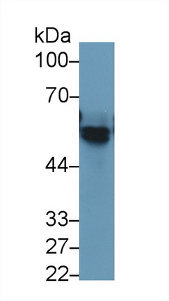 24855