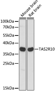 Валидация Elabscience E-AB-65221