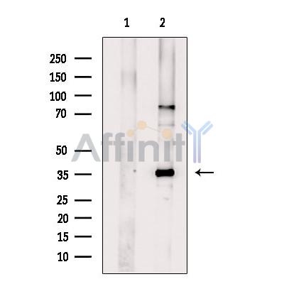 Валидация Affinity DF7629 - 19402