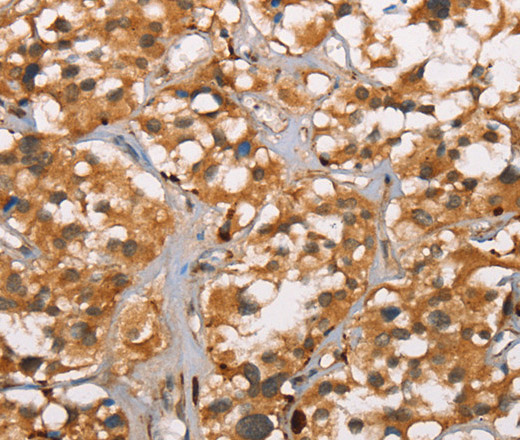 Валидация Elabscience E-AB-13197