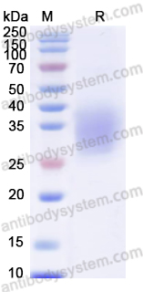 Валидация AntibodySystem EMG17601