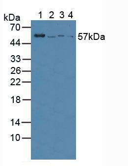 4773