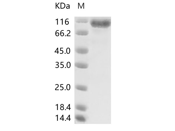 Валидация Elabscience PKSV030242(6008)