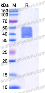 AHB48103, SDS-PAGE