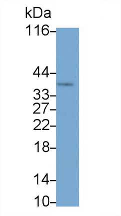 26756