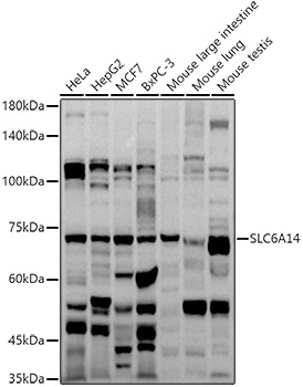 Валидация Elabscience E-AB-90215