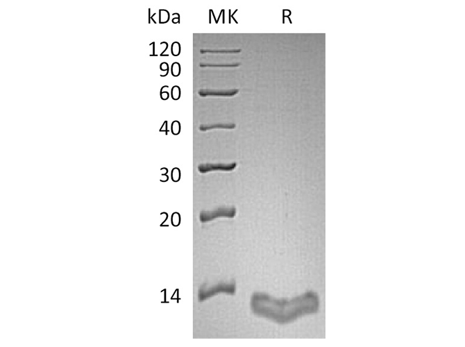 Валидация Elabscience PKSH033549(3848)