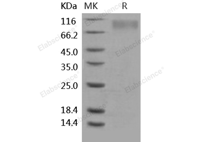Валидация Elabscience PKSH031915(2529)