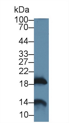 14077