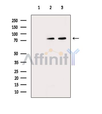 Валидация Affinity DF15809 - 12298